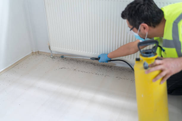 Best Local Pest Control Services  in Willard, UT